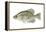 Black Crappie (Pomoxis Nigromaculatus), Fishes-Encyclopaedia Britannica-Framed Stretched Canvas