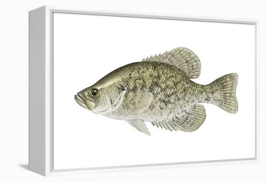 Black Crappie (Pomoxis Nigromaculatus), Fishes-Encyclopaedia Britannica-Framed Stretched Canvas