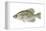 Black Crappie (Pomoxis Nigromaculatus), Fishes-Encyclopaedia Britannica-Framed Stretched Canvas