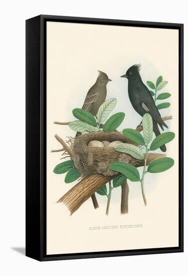 Black-Crested Flycatcher-null-Framed Stretched Canvas
