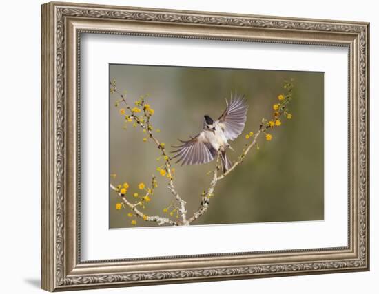 Black-crested titmouse landing.-Larry Ditto-Framed Photographic Print