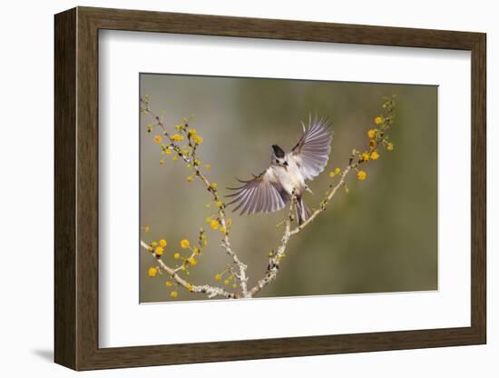 Black-crested titmouse landing.-Larry Ditto-Framed Photographic Print