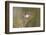 Black-crested titmouse landing.-Larry Ditto-Framed Photographic Print