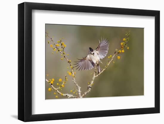 Black-crested titmouse landing.-Larry Ditto-Framed Photographic Print