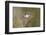 Black-crested titmouse landing.-Larry Ditto-Framed Photographic Print