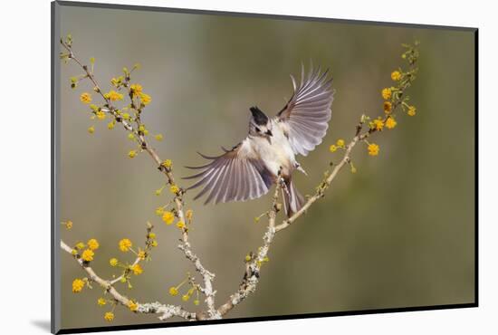 Black-crested titmouse landing.-Larry Ditto-Mounted Photographic Print