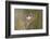 Black-crested titmouse landing.-Larry Ditto-Framed Photographic Print