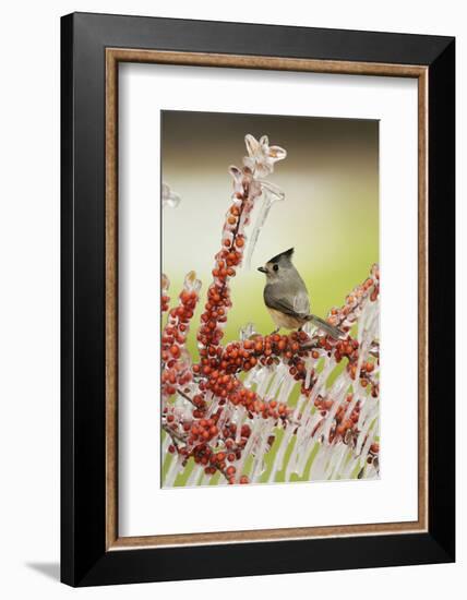 Black-crested Titmouse perched on icy branch of Yaupon Holly with berries, Hill Country, Texas, USA-Rolf Nussbaumer-Framed Photographic Print