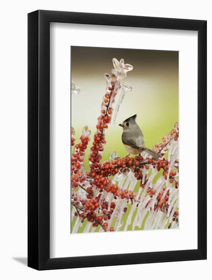 Black-crested Titmouse perched on icy branch of Yaupon Holly with berries, Hill Country, Texas, USA-Rolf Nussbaumer-Framed Photographic Print