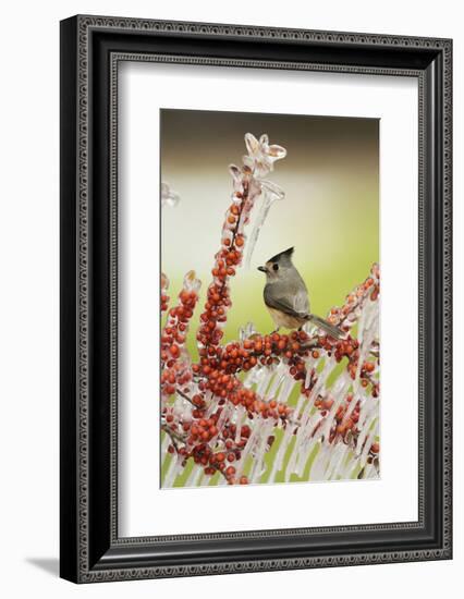 Black-crested Titmouse perched on icy branch of Yaupon Holly with berries, Hill Country, Texas, USA-Rolf Nussbaumer-Framed Photographic Print