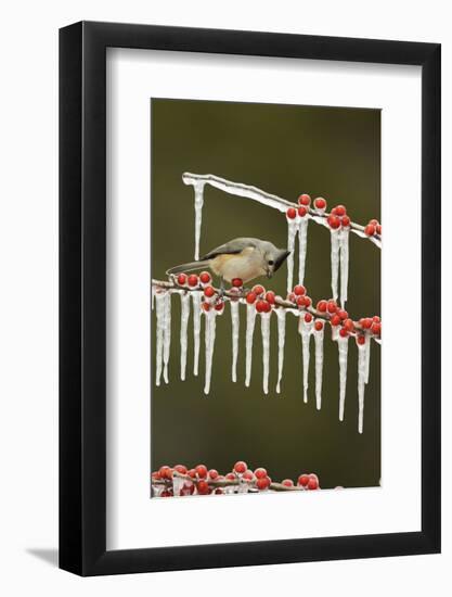 Black-crested Titmouse perched on icy Possum Haw Holly, Hill Country, Texas, USA-Rolf Nussbaumer-Framed Photographic Print