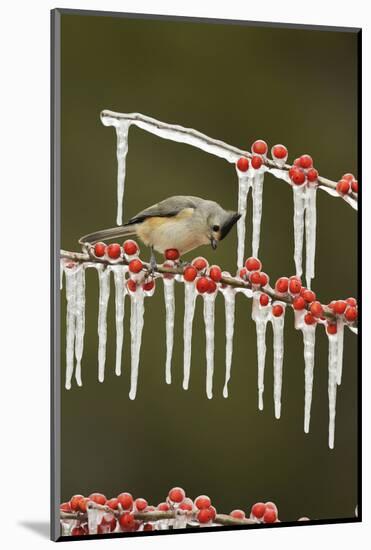 Black-crested Titmouse perched on icy Possum Haw Holly, Hill Country, Texas, USA-Rolf Nussbaumer-Mounted Photographic Print