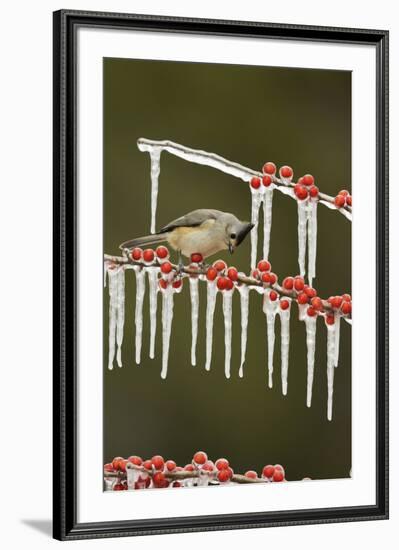 Black-crested Titmouse perched on icy Possum Haw Holly, Hill Country, Texas, USA-Rolf Nussbaumer-Framed Premium Photographic Print