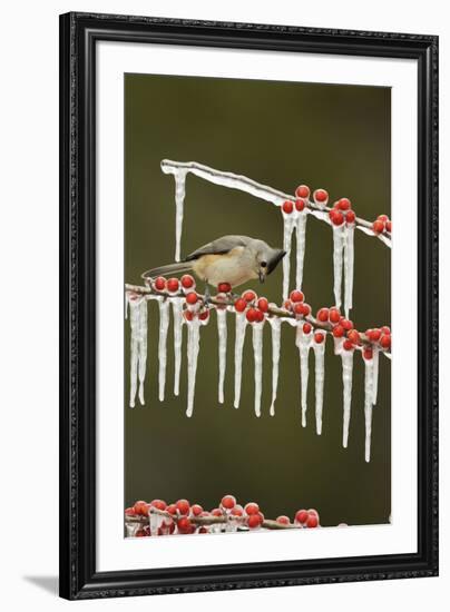 Black-crested Titmouse perched on icy Possum Haw Holly, Hill Country, Texas, USA-Rolf Nussbaumer-Framed Premium Photographic Print