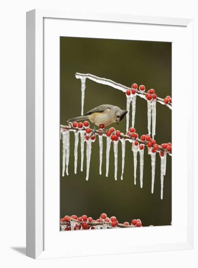 Black-crested Titmouse perched on icy Possum Haw Holly, Hill Country, Texas, USA-Rolf Nussbaumer-Framed Premium Photographic Print