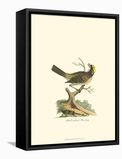 Black-Crowned Bunting-null-Framed Stretched Canvas