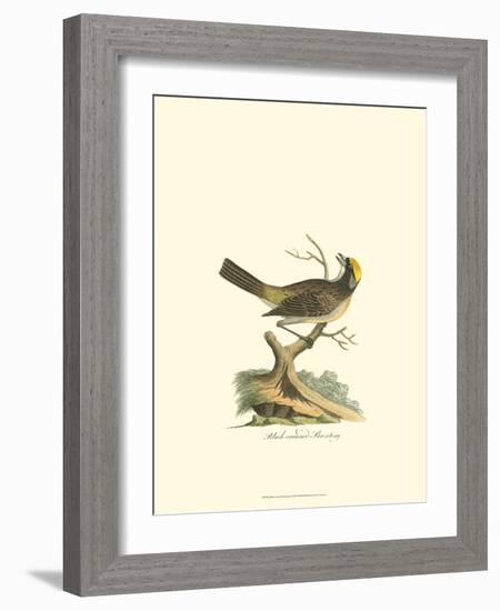 Black-Crowned Bunting-null-Framed Art Print