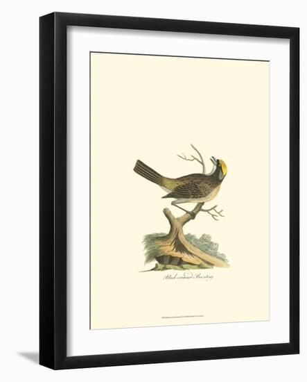 Black-Crowned Bunting-null-Framed Art Print