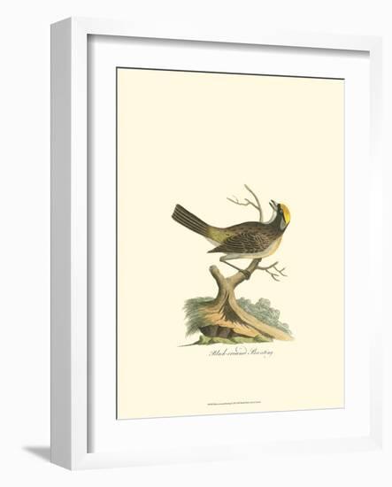 Black-Crowned Bunting-null-Framed Art Print