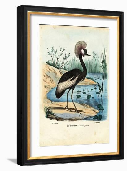 Black-Crowned Crane, 1863-79-Raimundo Petraroja-Framed Giclee Print