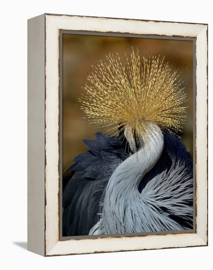 Black Crowned Crane (Balearica Pavonina) Grooming, Samburu National Reserve, Kenya-Loic Poidevin-Framed Premier Image Canvas