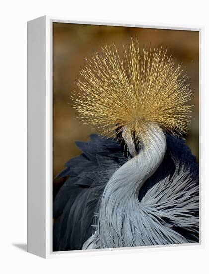 Black Crowned Crane (Balearica Pavonina) Grooming, Samburu National Reserve, Kenya-Loic Poidevin-Framed Premier Image Canvas