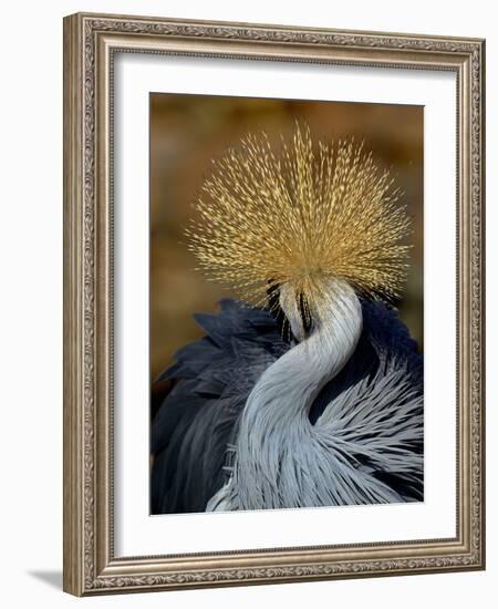 Black Crowned Crane (Balearica Pavonina) Grooming, Samburu National Reserve, Kenya-Loic Poidevin-Framed Photographic Print