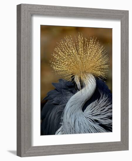 Black Crowned Crane (Balearica Pavonina) Grooming, Samburu National Reserve, Kenya-Loic Poidevin-Framed Photographic Print