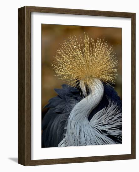 Black Crowned Crane (Balearica Pavonina) Grooming, Samburu National Reserve, Kenya-Loic Poidevin-Framed Photographic Print