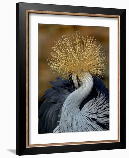 Black Crowned Crane (Balearica Pavonina) Grooming, Samburu National Reserve, Kenya-Loic Poidevin-Framed Photographic Print