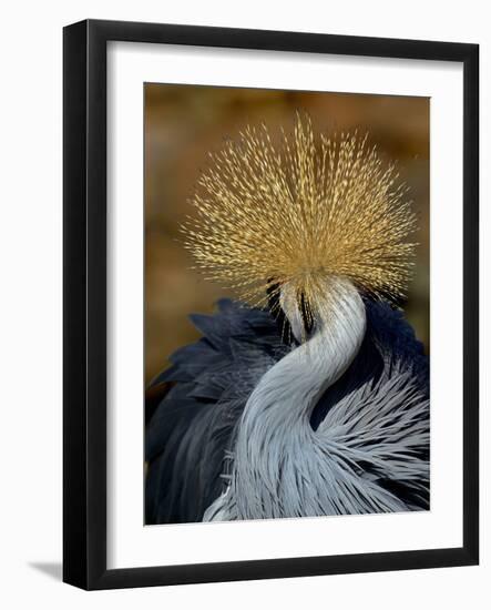 Black Crowned Crane (Balearica Pavonina) Grooming, Samburu National Reserve, Kenya-Loic Poidevin-Framed Photographic Print