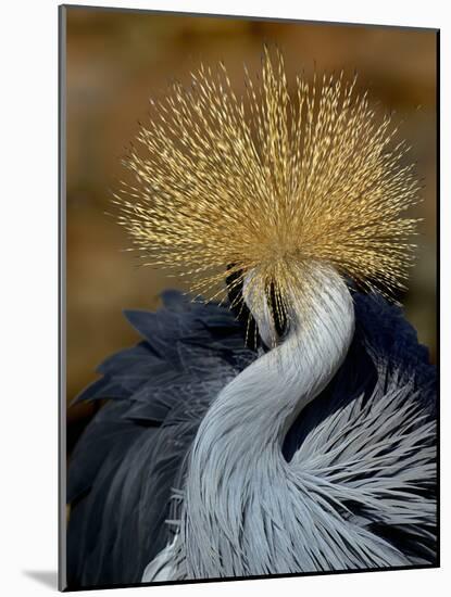 Black Crowned Crane (Balearica Pavonina) Grooming, Samburu National Reserve, Kenya-Loic Poidevin-Mounted Photographic Print