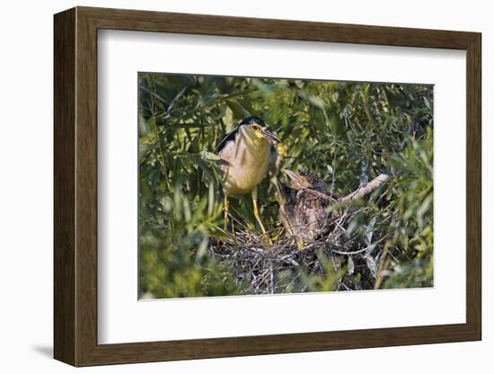 Black-Crowned Night Heron Bird in the Danube Delta, Nest and Chick, Romania-Martin Zwick-Framed Photographic Print