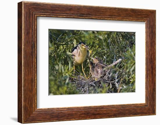 Black-Crowned Night Heron Bird in the Danube Delta, Nest and Chick, Romania-Martin Zwick-Framed Photographic Print