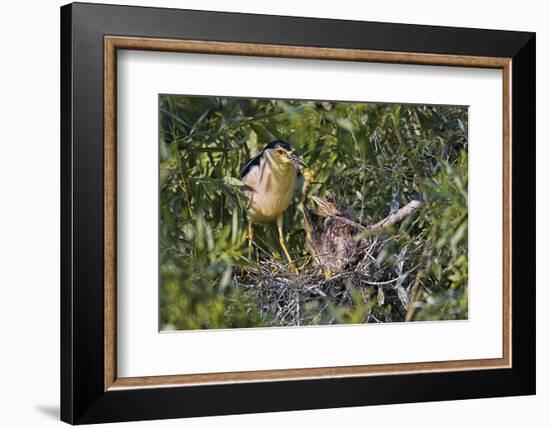 Black-Crowned Night Heron Bird in the Danube Delta, Nest and Chick, Romania-Martin Zwick-Framed Photographic Print