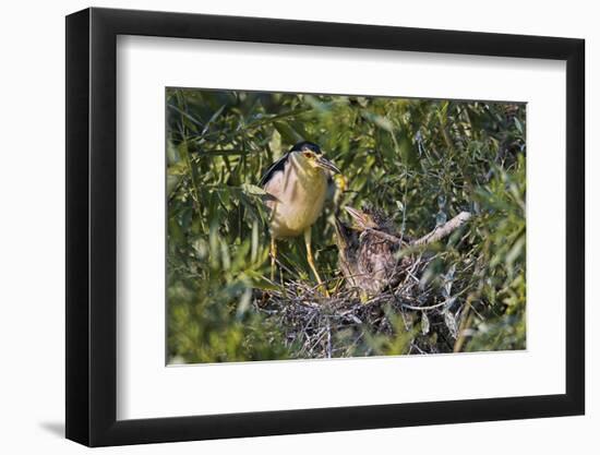 Black-Crowned Night Heron Bird in the Danube Delta, Nest and Chick, Romania-Martin Zwick-Framed Photographic Print