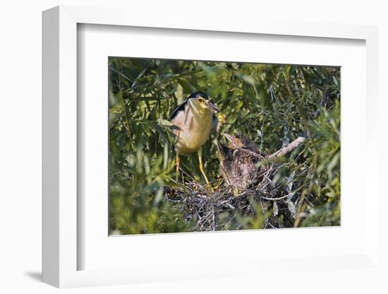 Black-Crowned Night Heron Bird in the Danube Delta, Nest and Chick, Romania-Martin Zwick-Framed Photographic Print