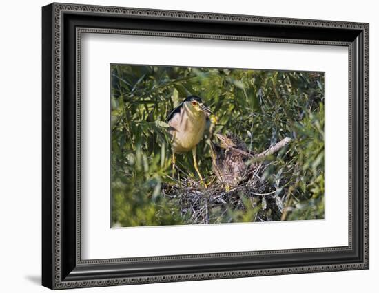 Black-Crowned Night Heron Bird in the Danube Delta, Nest and Chick, Romania-Martin Zwick-Framed Photographic Print