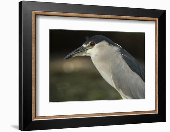 Black-Crowned Night Heron. Georgetown, Guyana-Pete Oxford-Framed Photographic Print