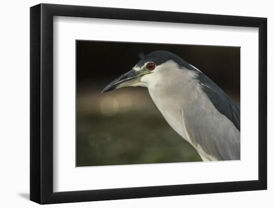 Black-Crowned Night Heron. Georgetown, Guyana-Pete Oxford-Framed Photographic Print