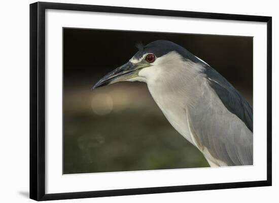 Black-Crowned Night Heron. Georgetown, Guyana-Pete Oxford-Framed Photographic Print