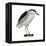 Black-Crowned Night Heron (Nycticorax Nycticorax), Birds-Encyclopaedia Britannica-Framed Stretched Canvas