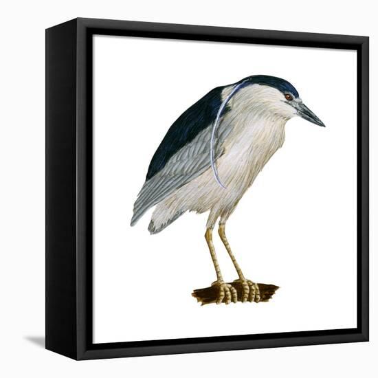 Black-Crowned Night Heron (Nycticorax Nycticorax), Birds-Encyclopaedia Britannica-Framed Stretched Canvas