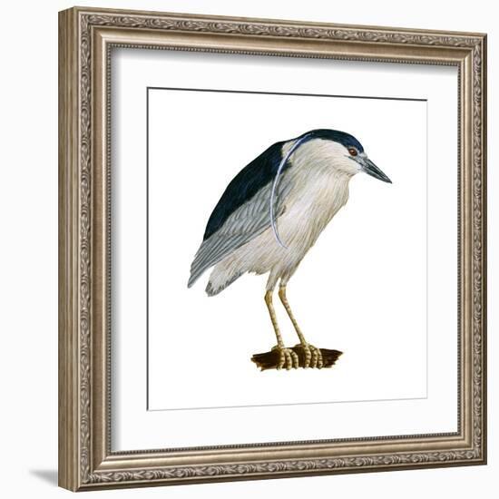 Black-Crowned Night Heron (Nycticorax Nycticorax), Birds-Encyclopaedia Britannica-Framed Art Print