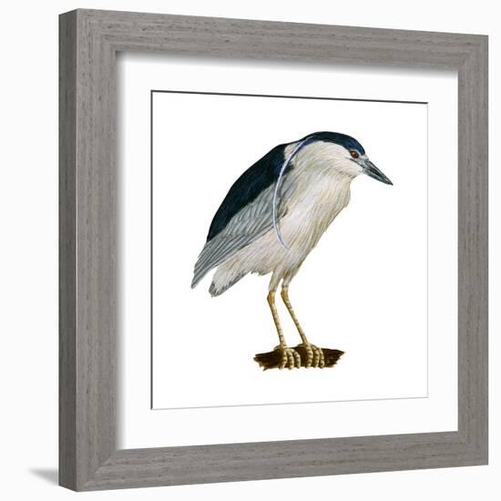 Black-Crowned Night Heron (Nycticorax Nycticorax), Birds-Encyclopaedia Britannica-Framed Art Print