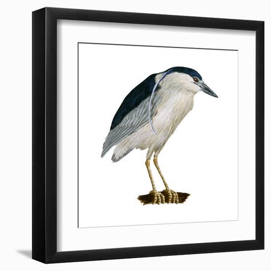 Black-Crowned Night Heron (Nycticorax Nycticorax), Birds-Encyclopaedia Britannica-Framed Art Print