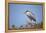 Black-Crowned Night Heron-Joe McDonald-Framed Premier Image Canvas