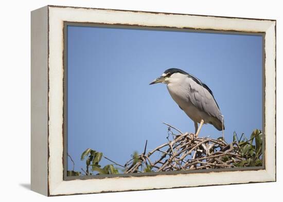 Black-Crowned Night Heron-Joe McDonald-Framed Premier Image Canvas