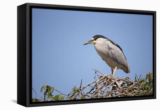 Black-Crowned Night Heron-Joe McDonald-Framed Premier Image Canvas