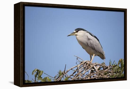 Black-Crowned Night Heron-Joe McDonald-Framed Premier Image Canvas